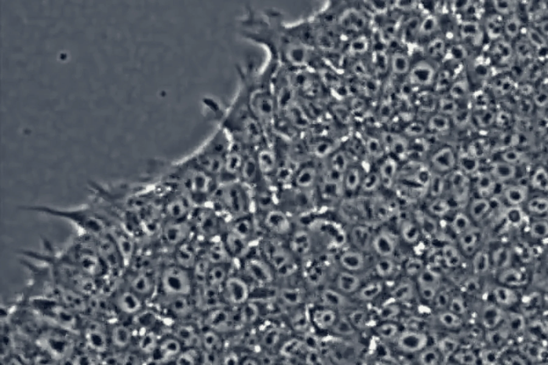 A genuine NIST phase-contrast view shows a human induced pluripotent stem-cell colony without fluorescent effects.